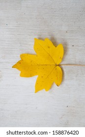a single maple leaf on burlap background