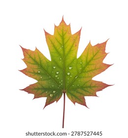 Single maple leaf showing vibrant green and orange autumn colors with fresh clear water droplets isolated on white studio background