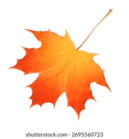 A single maple leaf shows vivid autumn hues of red and green against a clean white background. Perfect for seasonal campaigns, nature art, fall themes, and design projects seeking bold, natural color.