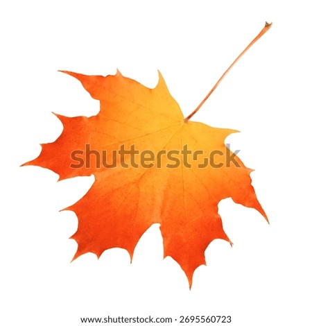 A single maple leaf shows vivid autumn hues of red and green against a clean white background. Perfect for seasonal campaigns, nature art, fall themes, and design projects seeking bold, natural color.