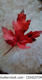 Single Maple Leaf Soft Background