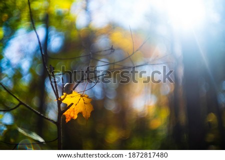 A single maple leaf that was falling to the ground during the autumn season, is caught in the limbs of a smaller tree on its descent. 