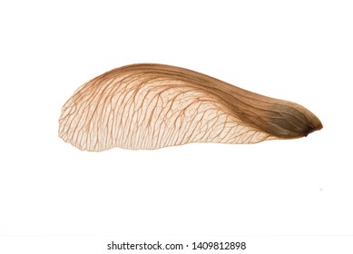 A Single maple seed - backlit on white.