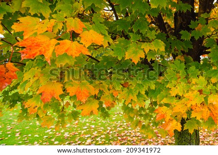 Single maple tree during fall foliage season, Stowe Vermont, USA