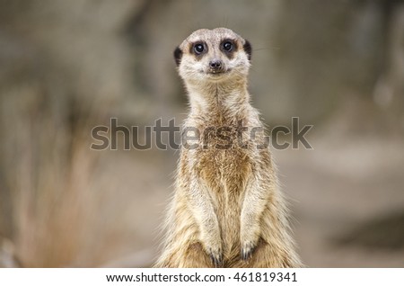 Single Meerkat Sitting