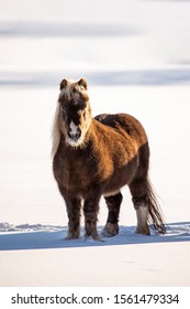 Single Miniature Horse In A Snowy Field. This Cute Mini Has A Fluffy Winter Coat And Frost On His Mouth And Whiskers. The Sun Casts Shadows On The Snow And Highlights The Thick Coat Of Fur.