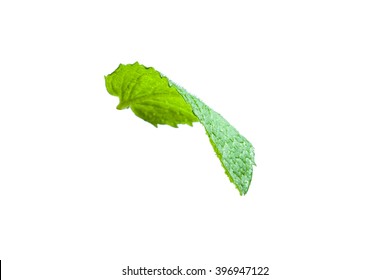 Single Mint Leaf Isolated On White Background