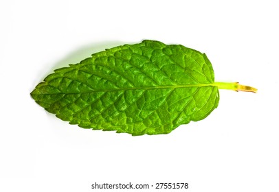 Single Mint Leaf On White Background