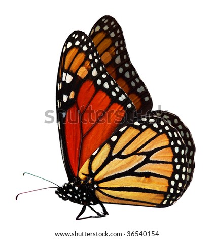 Single monarch butterfly isolated on white background