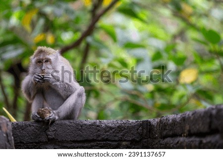 Single monkey eating at the monkey forest