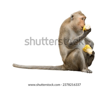 Single monkey or macaca hungry hold corn in hand. It is sit eating delicious enjoy moment, relaxed and feeling happy. Isolated on white background with clipping path and transparent.