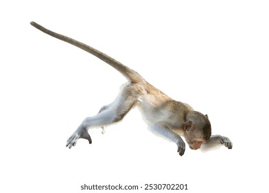 Single Monkey or Macaca jumping in a flying position. It leaping floats in the air with shock, falling from a height due to gravity Isolated on white background with clipping path and transparent.