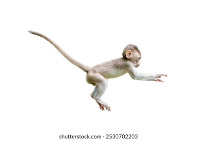 Single Monkey or Macaca jumping in a flying position. It leaping floats in the air with shock. Isolated on white background with clipping path and transparent.