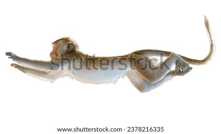 Single Monkey or Macaca jumping in a flying position. It leaping floats in the air with shock. Isolated on white background with clipping path and transparent
