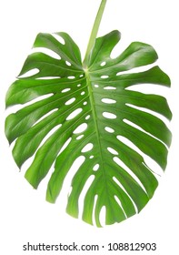 Single Monstera leaf isolated on white