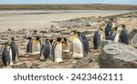 A single moulting king penguin among a breeding colony of their breathen at Bluff Lagoon, Stanley, Falkland Islands (Islas Malvinas), UK