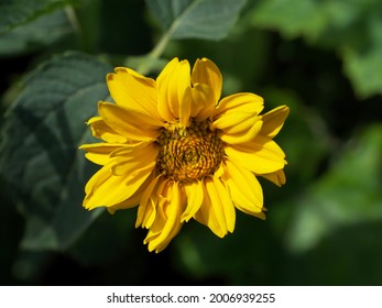 A single mountain arnica flower, close-up. Arnica is also known by the names mountain tobacco, leopard's bane and wolfsbane.