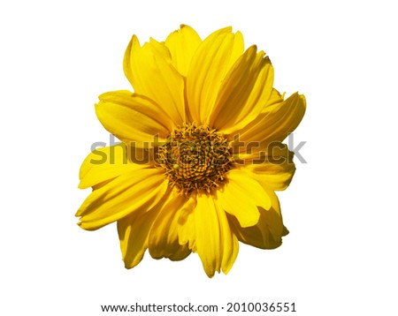 A single mountain arnica flower, close-up. Arnica is also known by the names mountain tobacco, leopard's bane and wolfsbane. Isolated on white background.