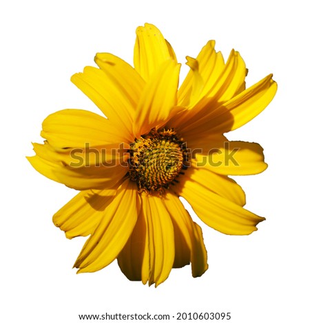 A single mountain arnica flower, close-up. Arnica is also known by the names mountain tobacco, leopard's bane and wolfsbane. Isolated on white background.