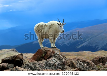 Single mountain goat standing on rock horizontal Mount Evans Wilderness Colorado