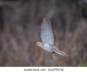 Single Mourning Dove Bird In Flight Against Blurred Brown Background