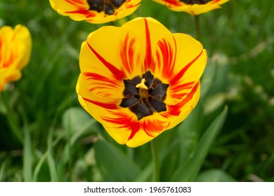 Single mulitcolored tulip in the garden.