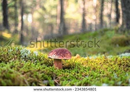 Single mushroom Boletus pinophilus, commonly known as the pine bolete or pinewood king bolete growing in the forest among green moss on sunny day
