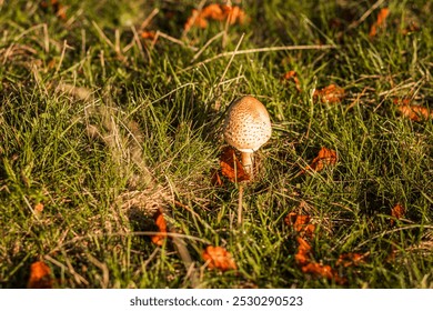 A single mushroom standing tall amidst a lush field of green grass, its cap illuminated by the golden sunlight of the late afternoon. The natural setting emphasizes the simplicity and beauty of scene - Powered by Shutterstock