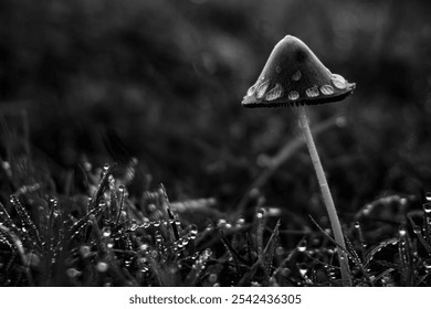 A single mushroom stands amid dewy grass in a moody black-and-white capture, highlighting the delicate beauty and solitude of nature’s small wonders. - Powered by Shutterstock