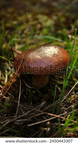 Single mushroom Suillus luteus. It is commonly referred to as slippery jack or sticky bun, because of its brown cap, which is characteristically slimy in wet conditions.Australian forest
