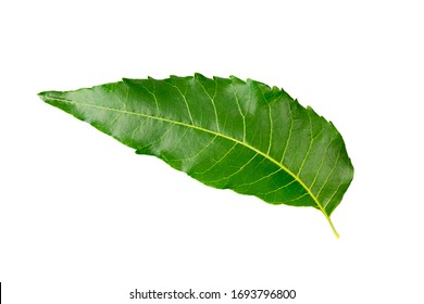 Single Neem Leaf Isolated On White Background.