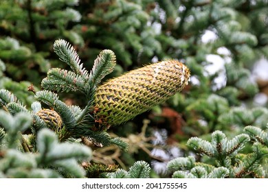 Single Noble Fir Tree Cone Still Attached To The Branch