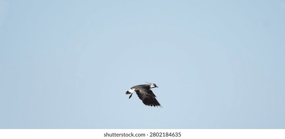 A single northern lapwing bird is captured mid-flight with wings spread wide against a vast expanse of pale blue sky