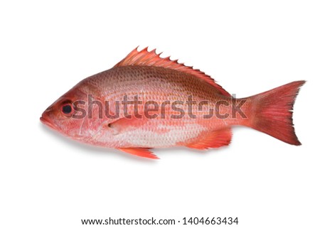 Single Northern red snapper isolated on white background