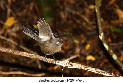 Single NZ Fantail Flapping On A Branch