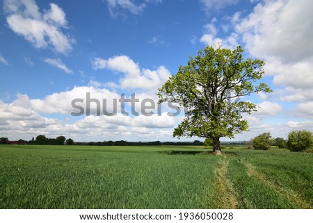 Single oak tree in a field in spring 