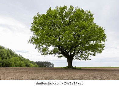 a single oak tree with green foliage growing in a field in cloudy weather, a lone oak tree in a field with corn in late spring - Powered by Shutterstock