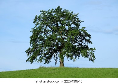 Single oak tree in the midst of a meadow on a sunny summer day