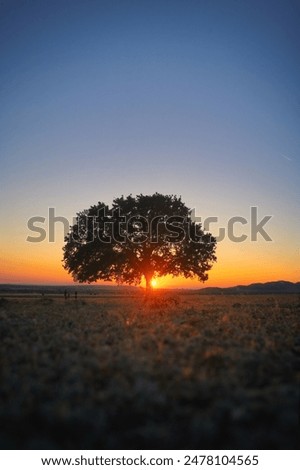 Single Oak Tree on field at Summer sunset