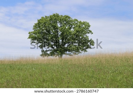 Single oak tree on top of a hill at the Poplar Creek Prairie at Carl R. Hansen Woods in Hoffman Estates, Illinois