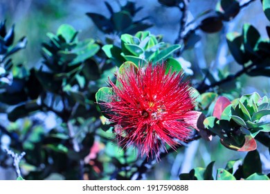 Lehua の画像 写真素材 ベクター画像 Shutterstock