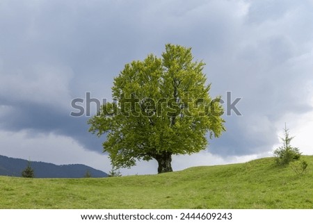 Single old beech growing on a mountain meadow on a background of the cloudy sky and distant forested mountain ridge in springtime