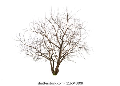 Single old and dead tree, Isolated on white