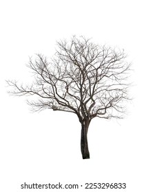 Single old and dead tree isolated