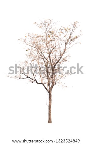 Single old and dead tree isolated on white background