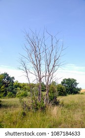 Single old and dead tree under blue sky