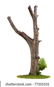 Single Old And Dead Tree And Young Shoot From One Root Isolated On White Background