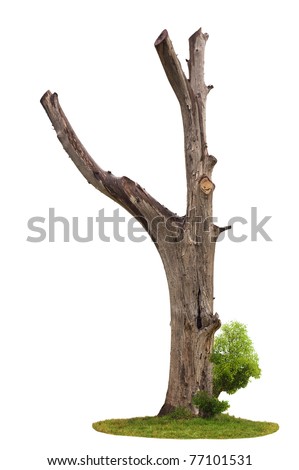 Single old and dead tree and young shoot from one root isolated on white background