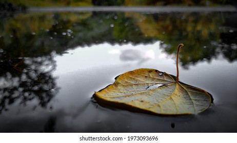 a single old drg leaf drop on lake