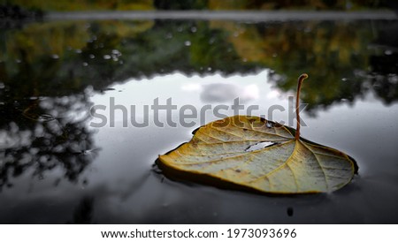 a single old drg leaf drop on lake